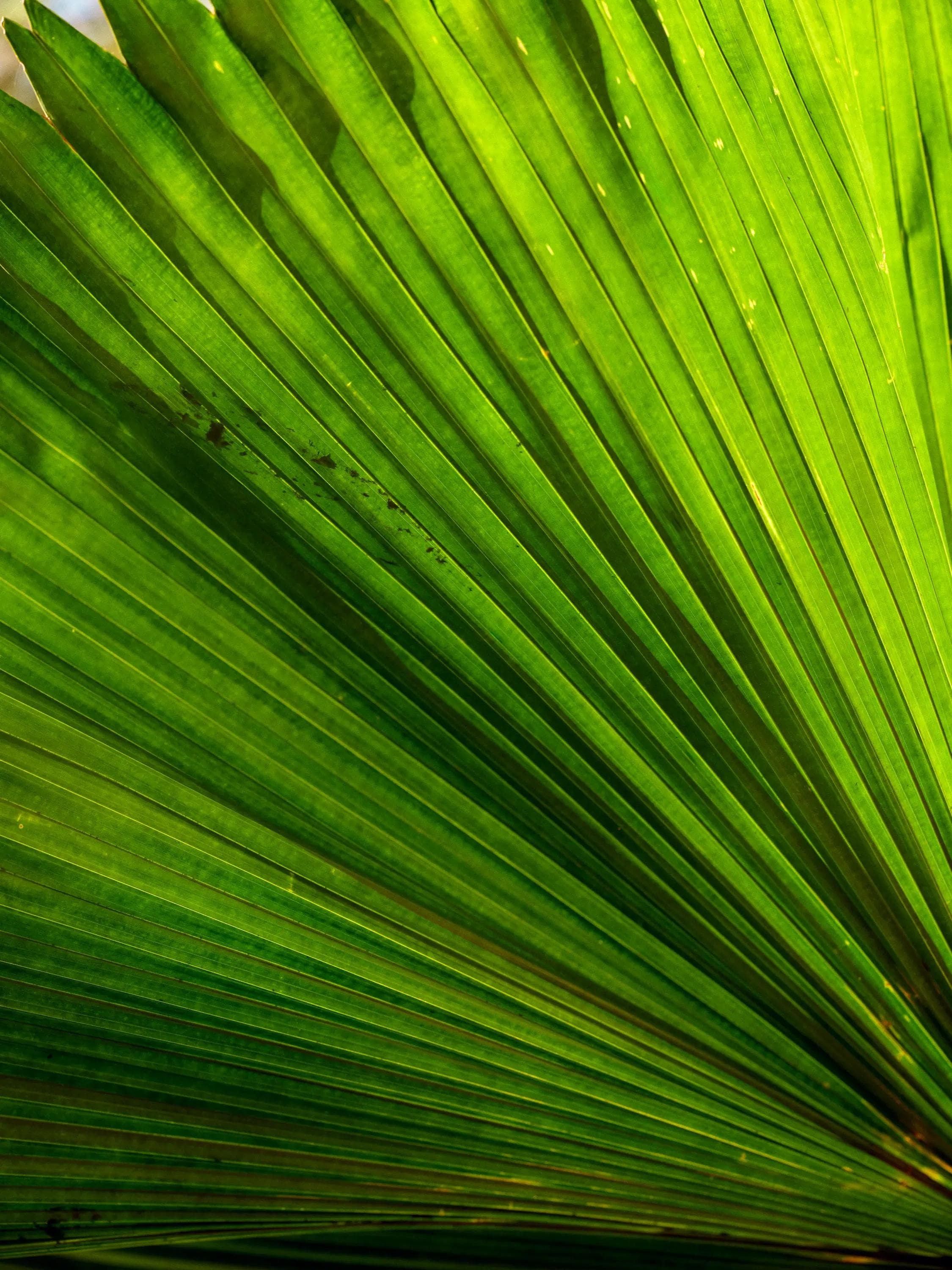 Palm leaves