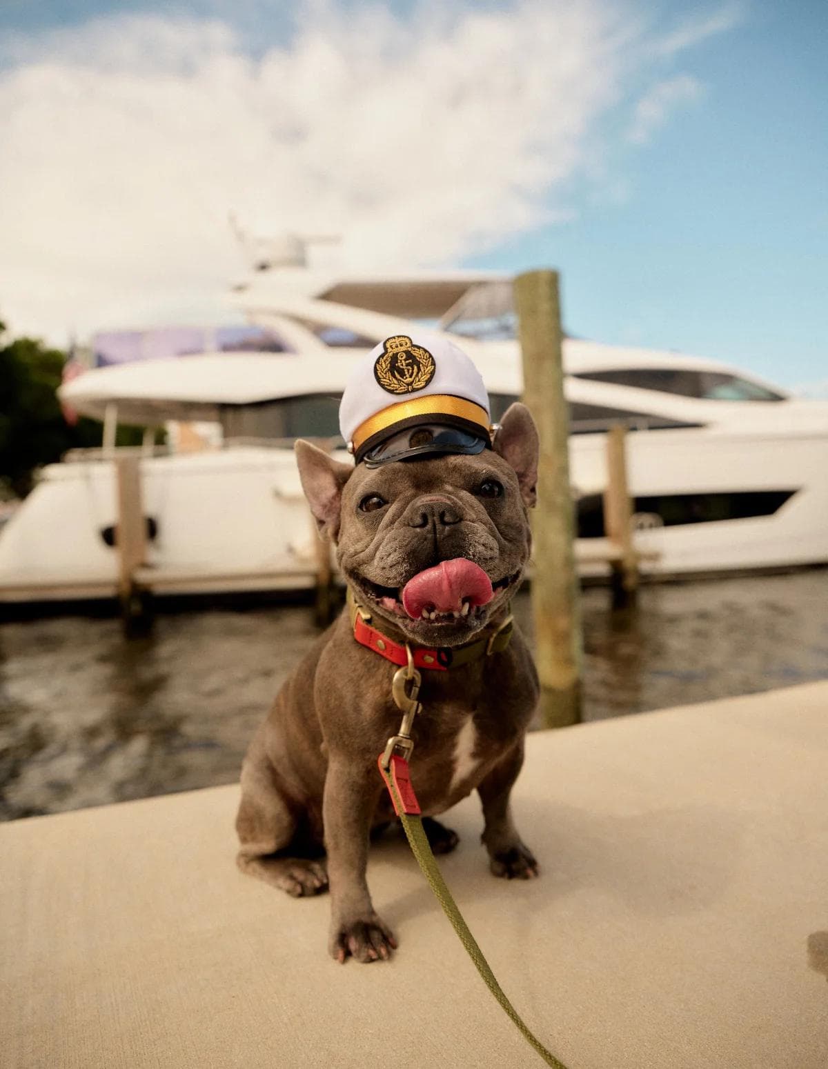 frenchie in a hat