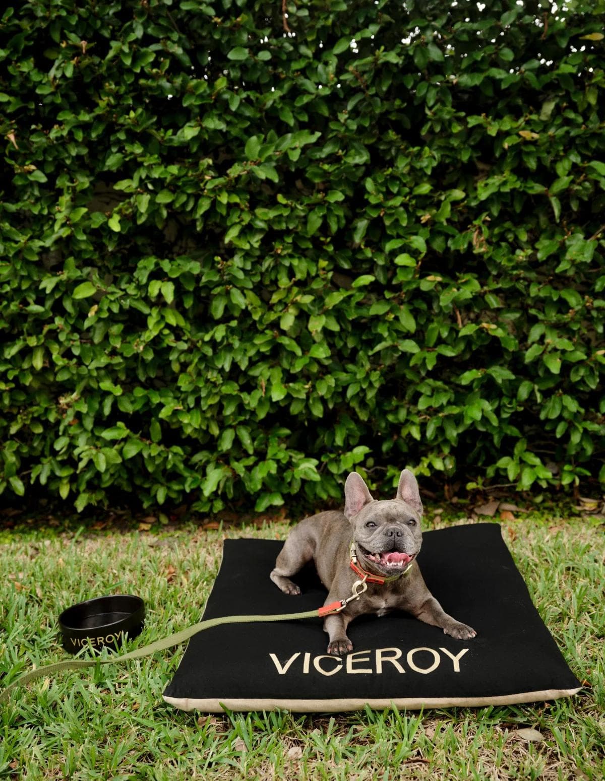 Frenchie laying down